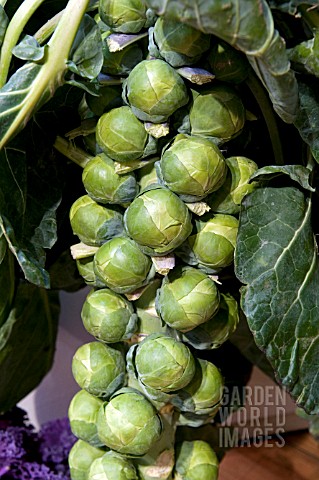 BRUSSEL_SPROUT_NAPOLEON