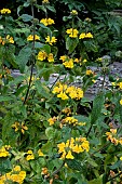 PHLOMIS LEUCOPHRACTA
