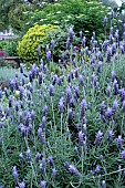 LAVANDULA DENTATA VAR DENTATA