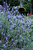 LAVENDULA DENTATA VAR. DENTATA
