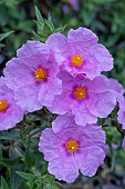 CISTUS X INCANUS (DELILEI GROUP) FIONA