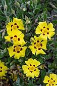 HALIMUM LASIANTHUM