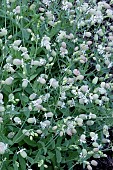 SILENE VULGARIS