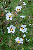 CISTUS X HYBRIDUS