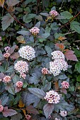 PHYSOCARPUS OPULIFOLIUS DIABLE DOR