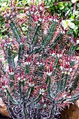 EUPHORBIA HEPTAGONA