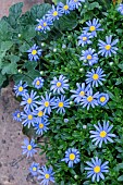 FELICIA AMELLOIDES