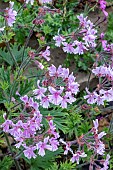 PELARGONIUM CAFFRUM