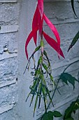 BILLBERGIA NUTANS
