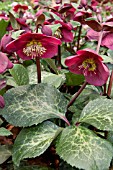 HELLEBORUS ANNAS RED