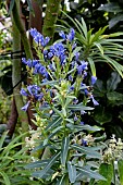 ECHIUM THYRSIFOLIUM