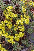 AEONIUM SEDIFOLIUM