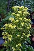 AEONIUM PALMENSE