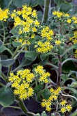 HELICHRYSUM LAXUM