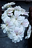 PELARGONIUM RUSHMOOR AMAZON