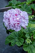 PELARGONIUM MILLFIELD GEM