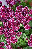 PELARGONIUM QUANTOCK DOUBLE DYMOND
