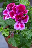 PELARGONIUM COTTENHAM WONDER