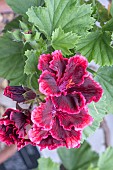 PELARGONIUM RIMFIRE