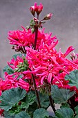 PELARGONIUM JIPS DESERT POPPY