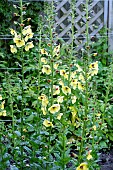 VERBASCUM CRETICUM