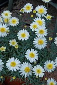 ARGYRANTHEMUM LEMON CUP CAKES
