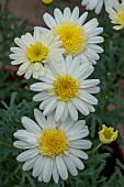 ARGYRANTHEMUM LEMON CUP CAKES