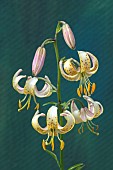 LILIUM MARTAGON FAIRY MORNING