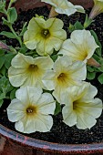 PETUNIA TRAILING SANGUINA YELLOW