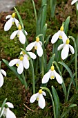 GALANTHUS PLICATUS PRIMROSE WARBURG