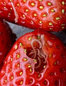WESTERN YELLOW CENTIPEDE EATING STRAWBERRY