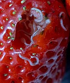 WESTERN YELLOW CENTIPEDE EATING STRAWBERRY
