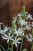 ORNITHOGALUM PONTICUM SOCHII