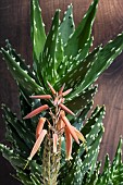 ALOE MITRIFORMIS SPECIAL