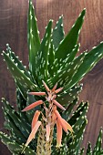 ALOE MITRIFORMIS SPECIAL