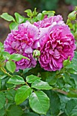 ROSA PRINCESS ANNE