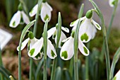 GALANTHUS PLICATUS TRYM