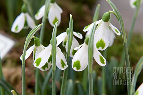 GALANTHUS_PLICATUS_TRYM