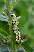 CUCULLIA VERBASCI  MULLEIN MOTH CATERPILLER