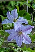 CLEMATIS PRINCE GEORGE