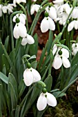 GALANTHUS MELANIE BROUGHTON