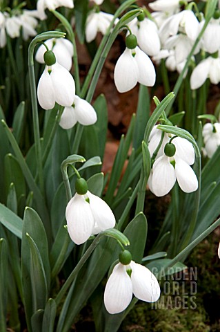 GALANTHUS_MELANIE_BROUGHTON