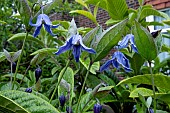 CLEMATIS HERACLEIFOLIA