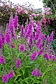 LYTHRUM SALICARIA ROBERT