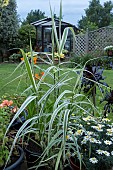 ARUNDO DONAX ELY
