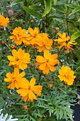 COSMOS SUPHURIUS ;COSMIC ORANGE