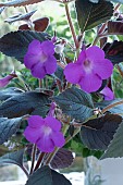 ACHIMENES HYLDA