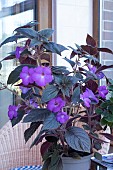 ACHIMENES HYLDA