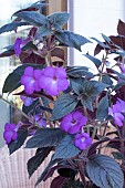 ACHIMENES HYLDA
