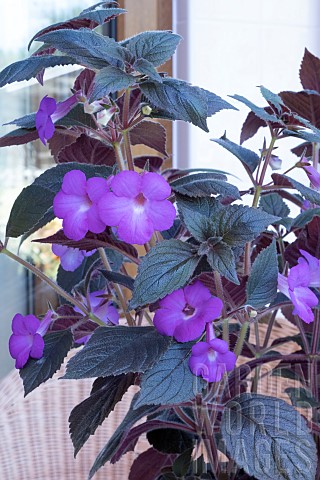 ACHIMENES_HYLDA